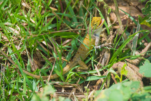A lizard in the grass, Siem Reap, Cambodia © Hiromi Ito Ame