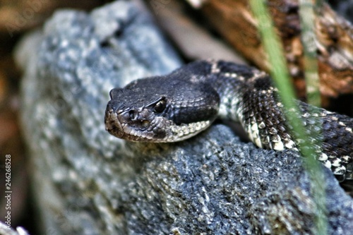 Angry rattlesnake waiting to attack photo