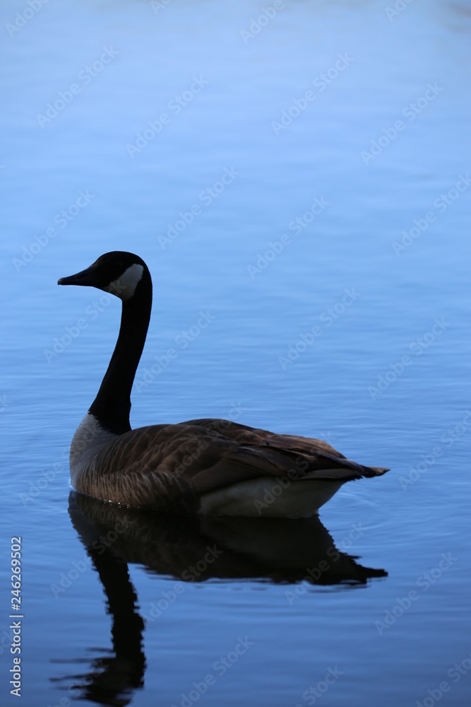 Duck Reflections