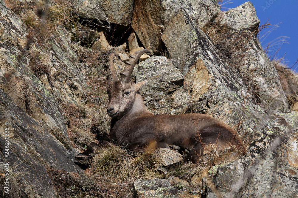 stambecco (Capra ibex); giovane maschio riposa tra le rocce al sole di dicembre stambecco (Capra ibex); giovane maschio riposa tra le rocce al sole di dicembre