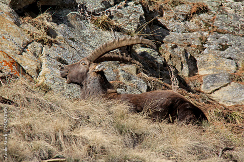 stambecco (Capra ibex); un vecchio maschio riposa al sole di dicembre photo