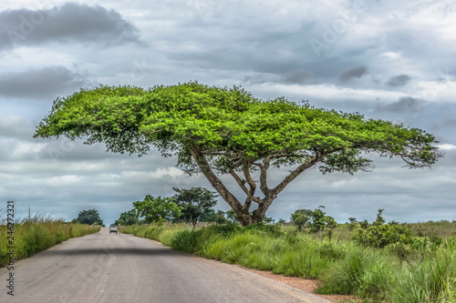 View of a Acacia tortilis tree on roadside, tropical landscape photo