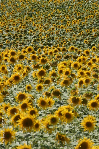 Sunflower in spanish field