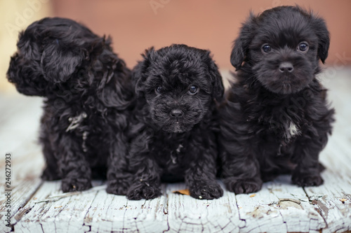 three puppies