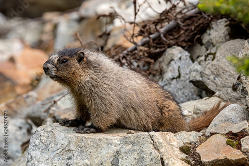Hoary Marmot on rock slide