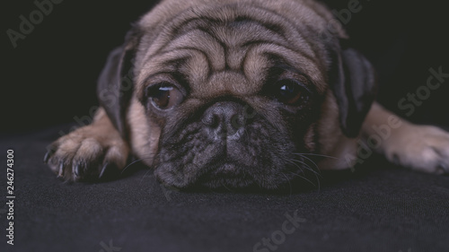 portrait of a pug dog on black background