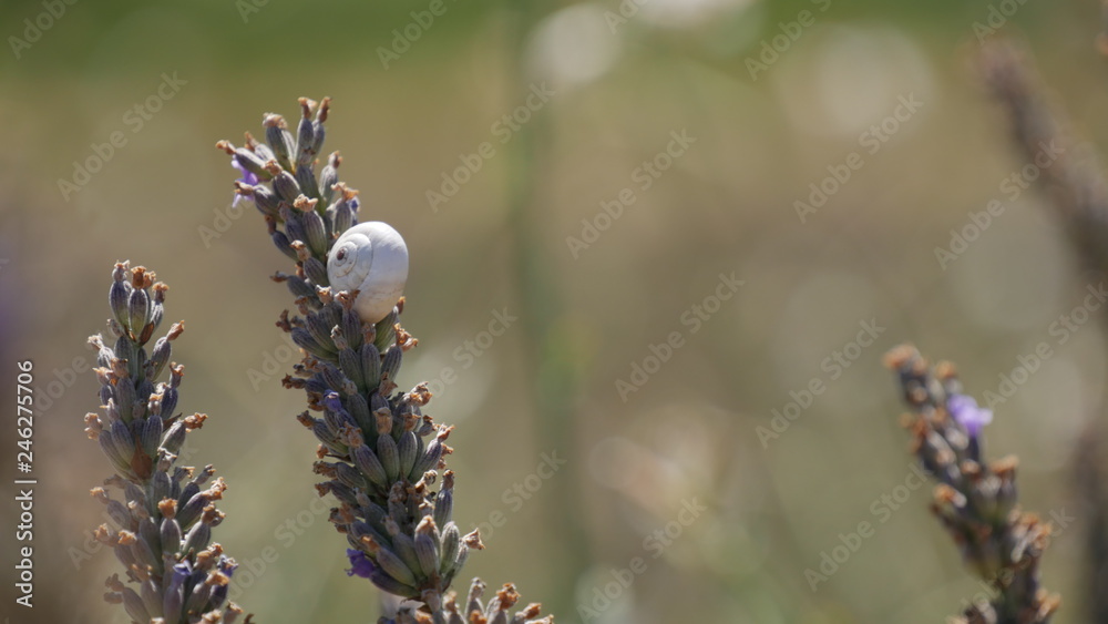 White snail on lavender flowers. Provence, France.