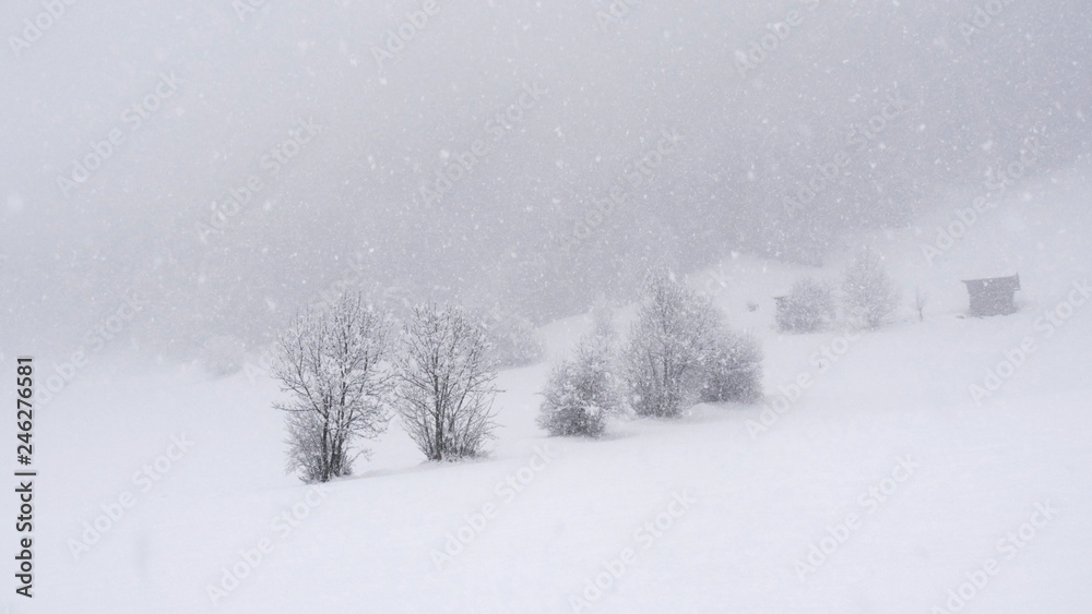 Fototapeta premium White winter trees 