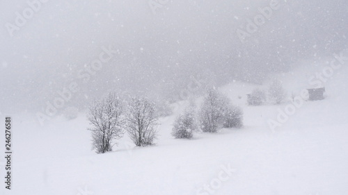 White winter trees  © REDB4
