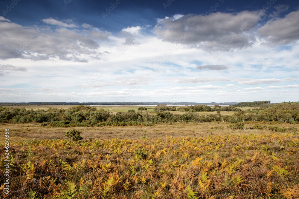 Stoborough Heath landscape image