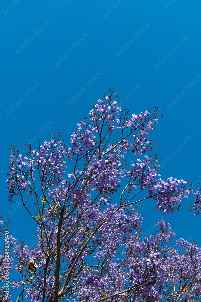  blue flowers on trees