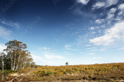 Fototapeta Naklejka Na Ścianę i Meble -  Stoborough Heath landscape image