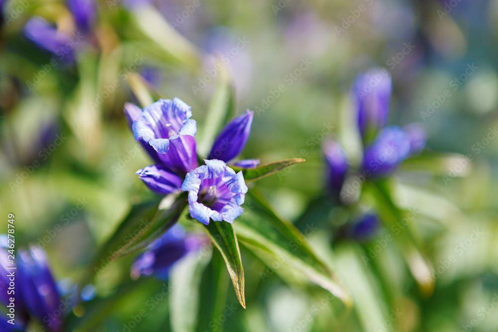 Gentiana verna flower near Czarny Staw Gasienicowy lake Gentiana verna flower near Czarny Staw Gasienicowy lake