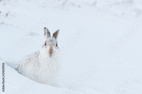 Mountain hare in the snow.