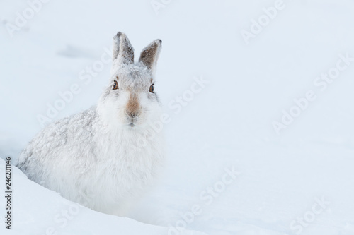 Mountain hare  in the snow.