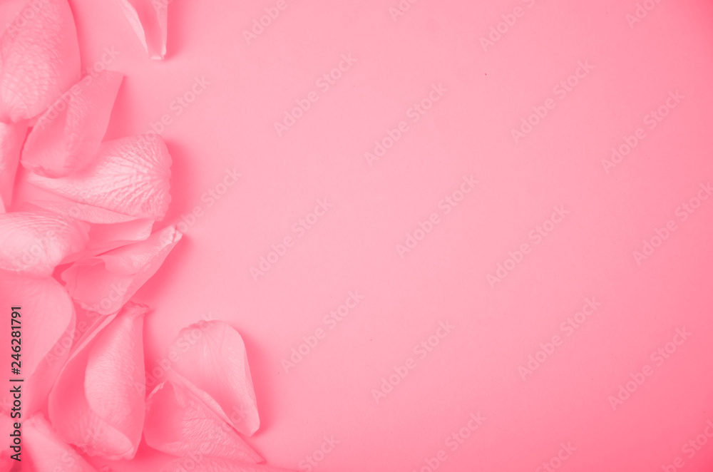 Rose petals on solid color paper background romantic template with place for text