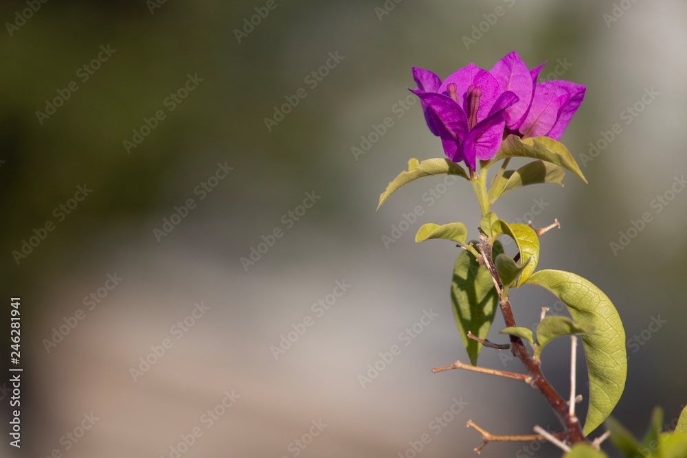 purple flowers on a green background purple flowers on a green background