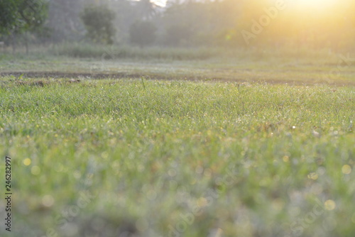 grass at garden 