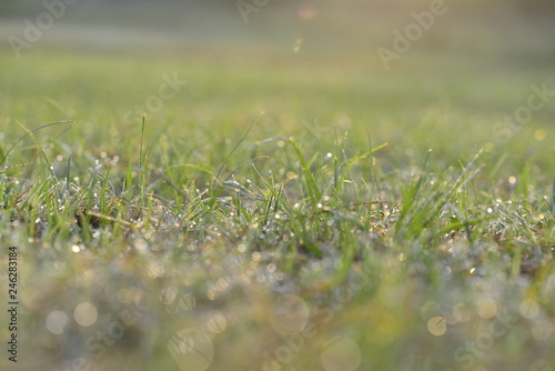 grass at garden 
