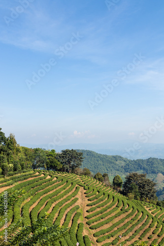 tea plantation terrace on mountain and sky in the morning