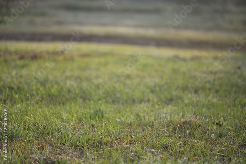 grass at garden 