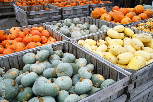 colorful pumpkins in container at farm in autumn harvest season