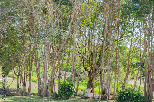 Tall Forest Trees