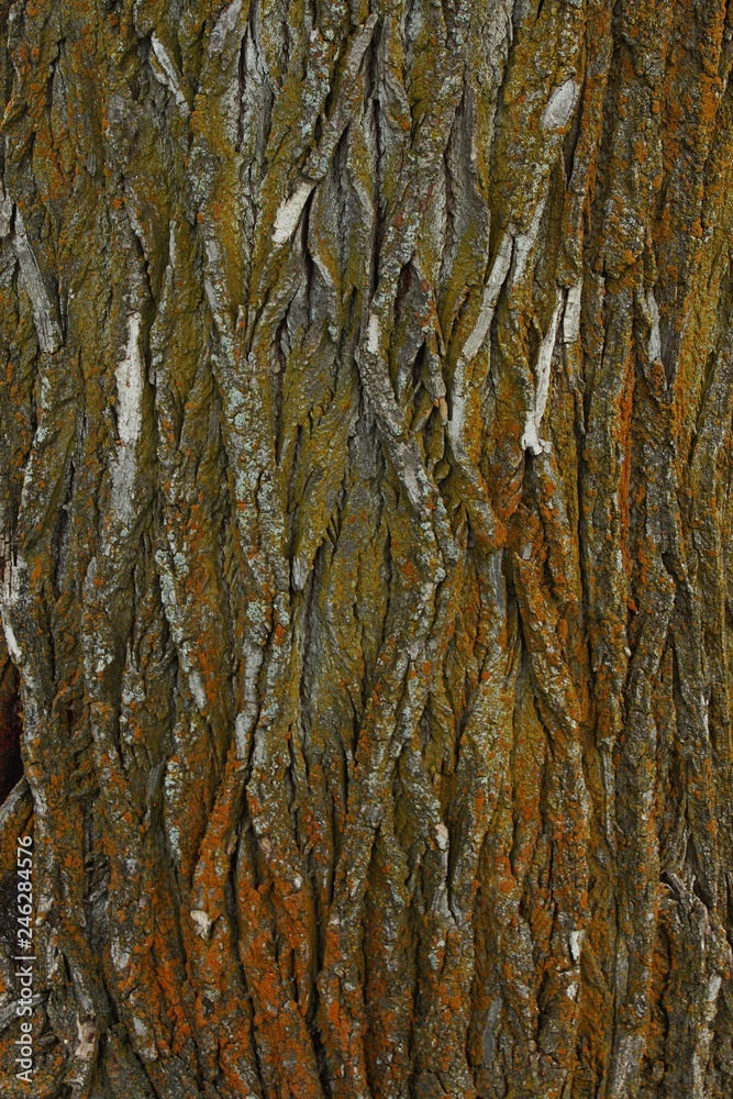 Obraz premium tree bark