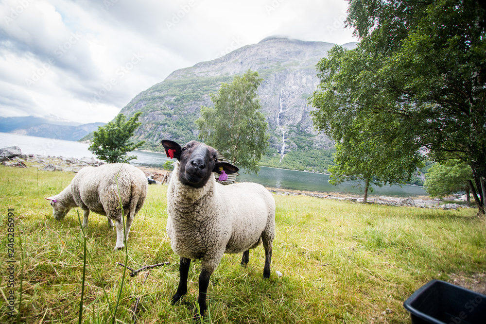 Fototapeta premium Norwegian sheep interested in what is going on