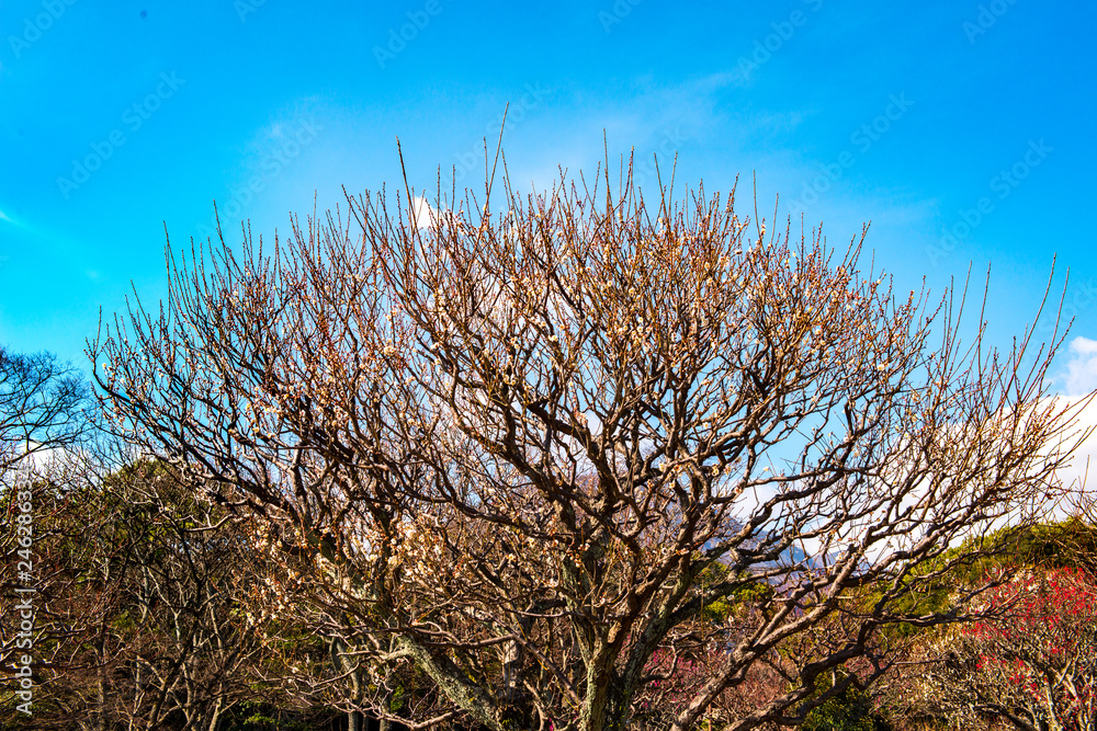 Fototapeta premium 別府の梅