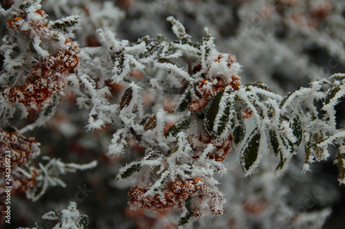 frosted orange and green 2