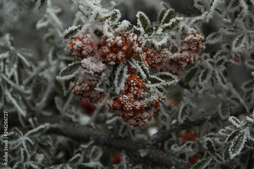 frosted orange and green