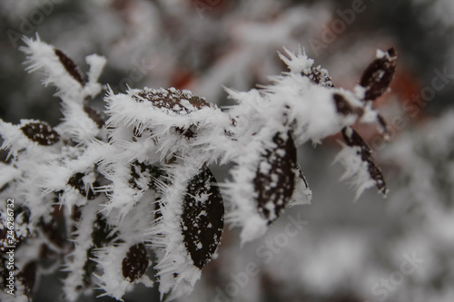 leaves in ice