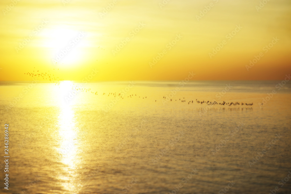 Birds flying over the sea sunset time landscape 
