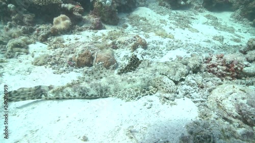 Crocodile fish (Cymbacephalus beauforti) on sea floor photo