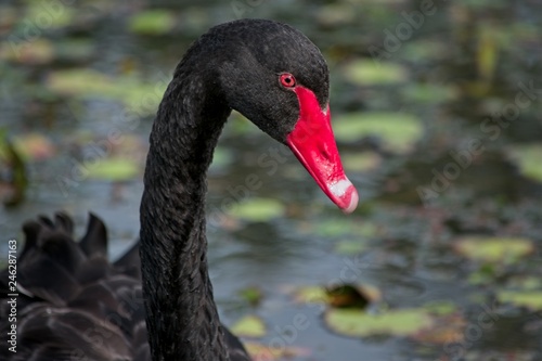 Black swan focus on head  © Anett