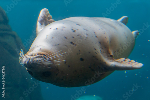 Harbor seal swimming upside down in an aquarium