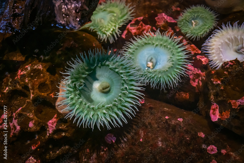Obraz premium Green sea anemones in a shallow pool