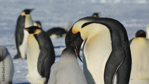 Emperor penguin (Aptenodytes fosteri) adult feeds chick  photo