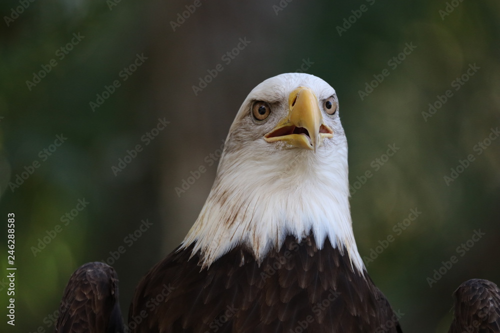 Fototapeta premium American Bald Eagle