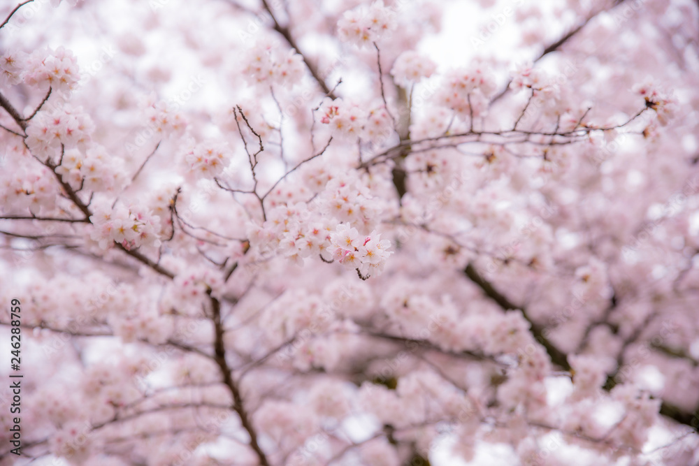 Sakura or cherry blossom season. Abstract cherry blossom Background in Japan.