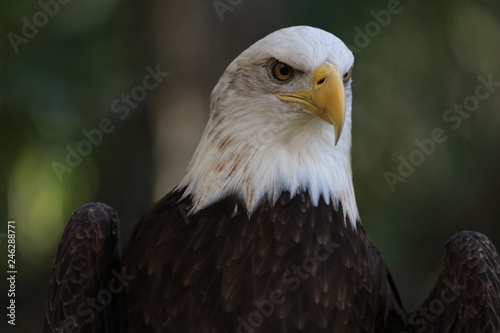 American Bald Eagle