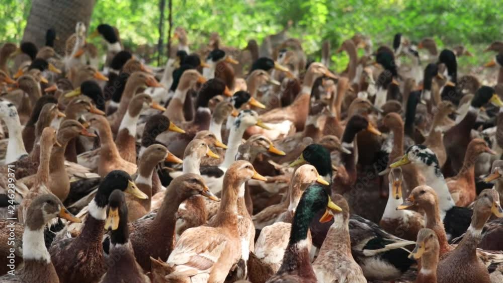 Large group of ducks inside a poultry farm in India.