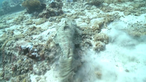 Crocodile fish (Cymbacephalus beauforti) on sea floor photo