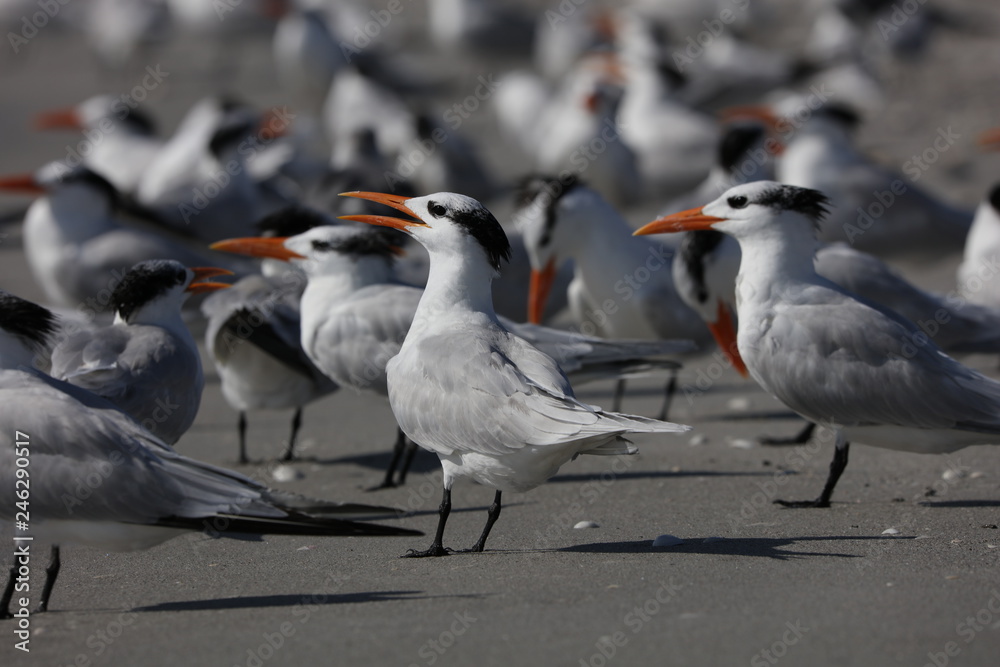 Fototapeta premium The Royal Tern