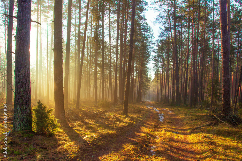 Spring forest in sunlight