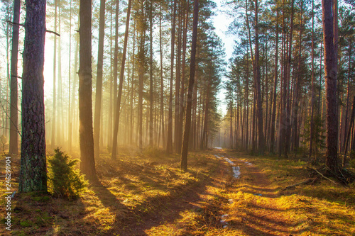 Obraz na płótnie Spring forest in sunlight w salonie