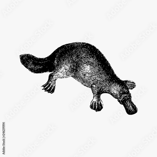 Duck-billed platypus shade drawing