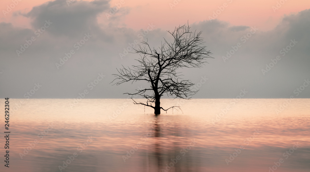 Dead tree in the lake with beautiful light reflection at Pakpra village.