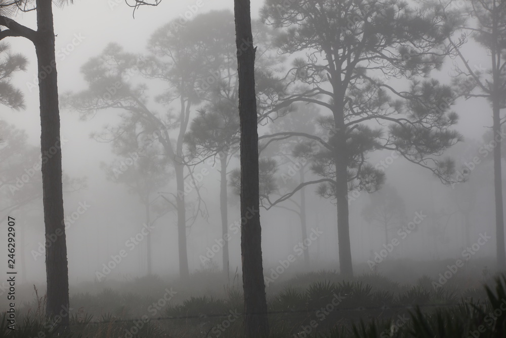 Fotografie Florida Morning fog
